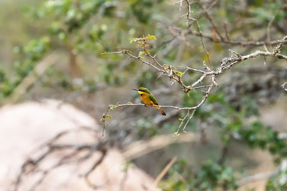 Canon_Uganda_2017_7D2_5408.jpg