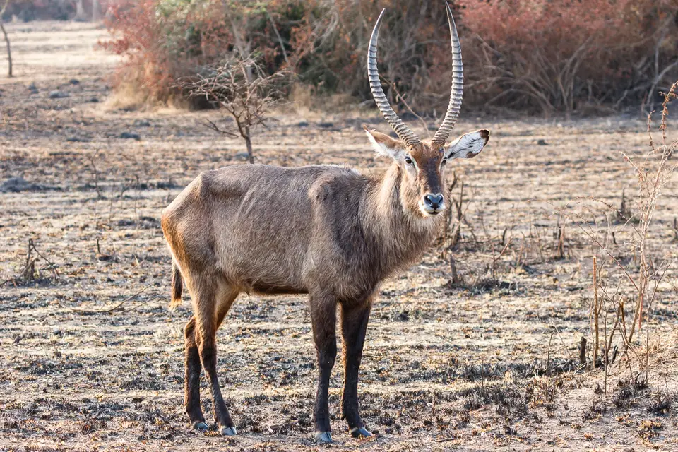 Canon_Uganda_2017_7D2_5562.jpg