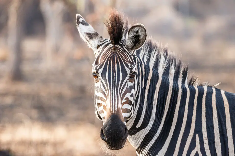 Canon_Uganda_2017_7D2_5582.jpg