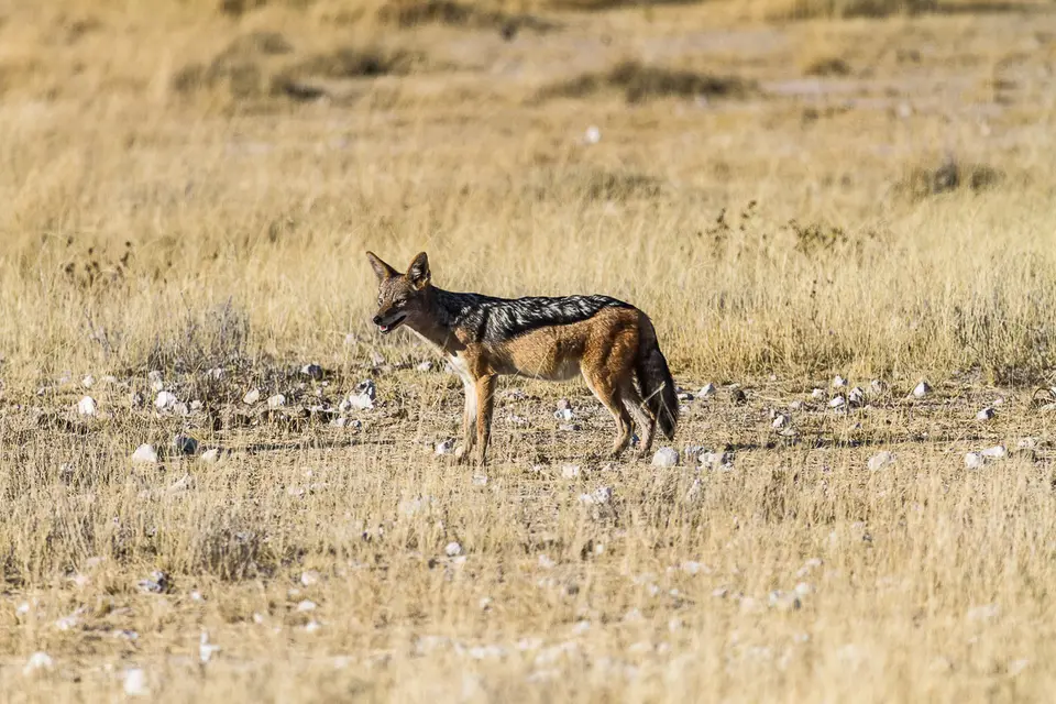 Namibia2012-463.jpg