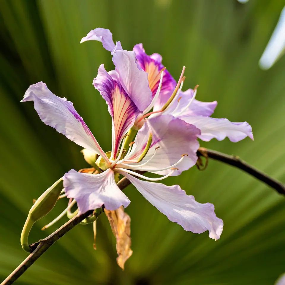 OM102555_Radiant.jpg