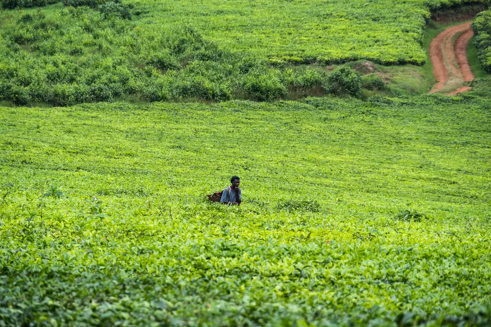 Oly_Uganda_2017_O7077300.jpg