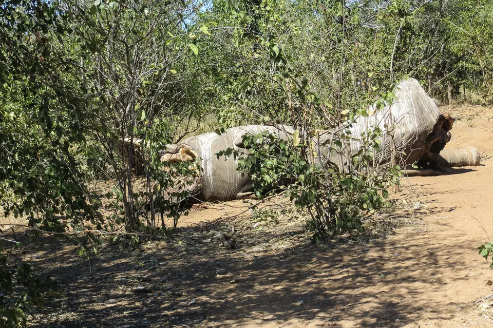 h1268890.jpg