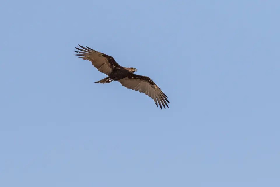 h5c32aa6.jpg