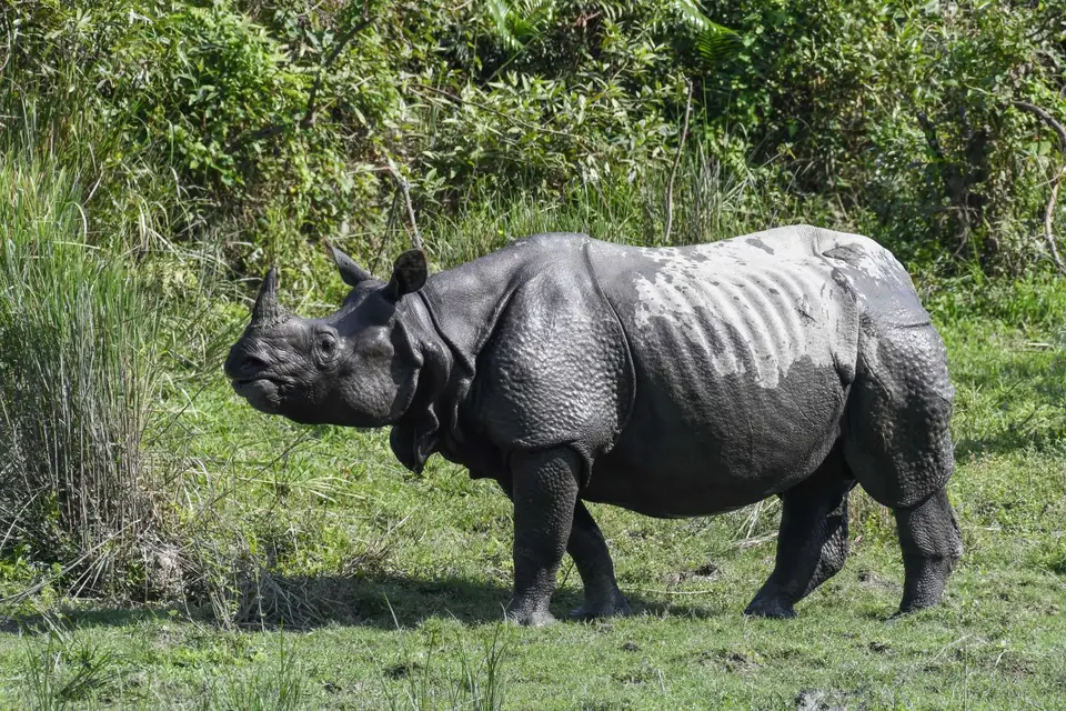 2019Kaziranga2.jpg
