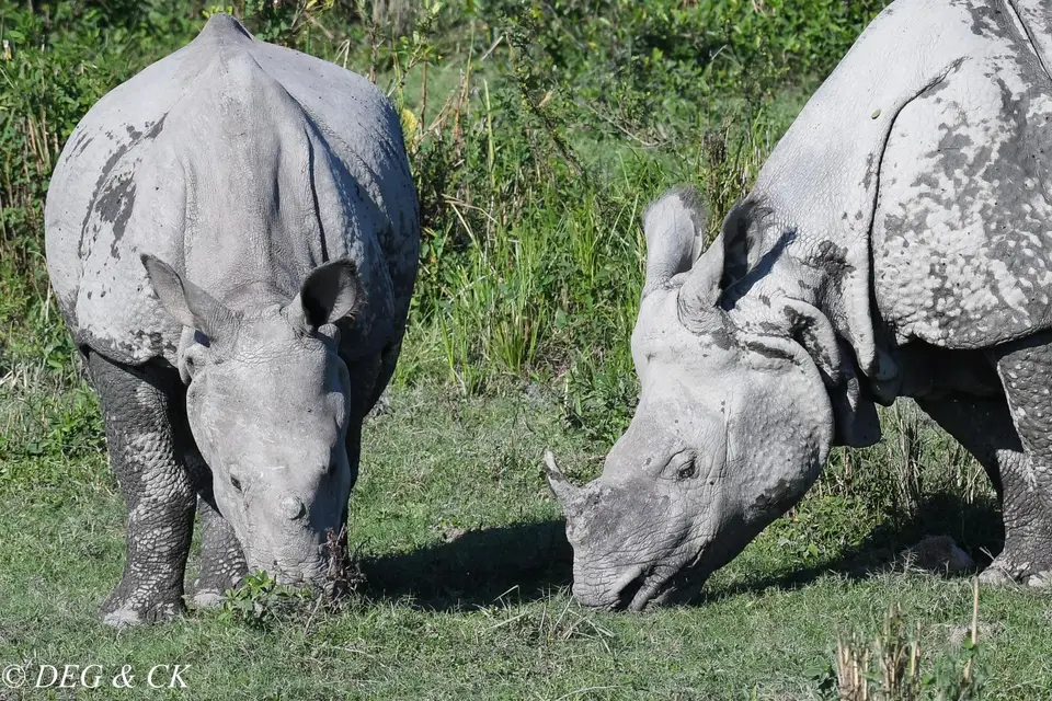 2019Kaziranga3.jpg