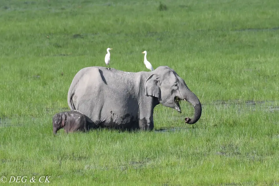 2019Kaziranga5.jpg
