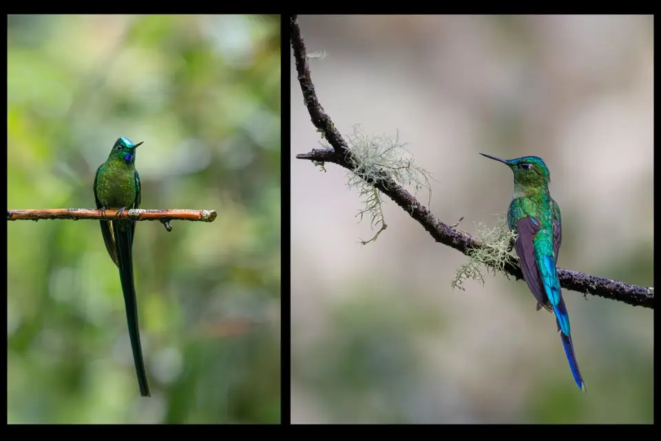 25longtailedSylph.jpg