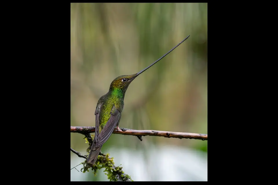 30swordbilledhummingbird.jpg
