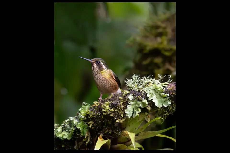 31speckledhummingbird.jpg
