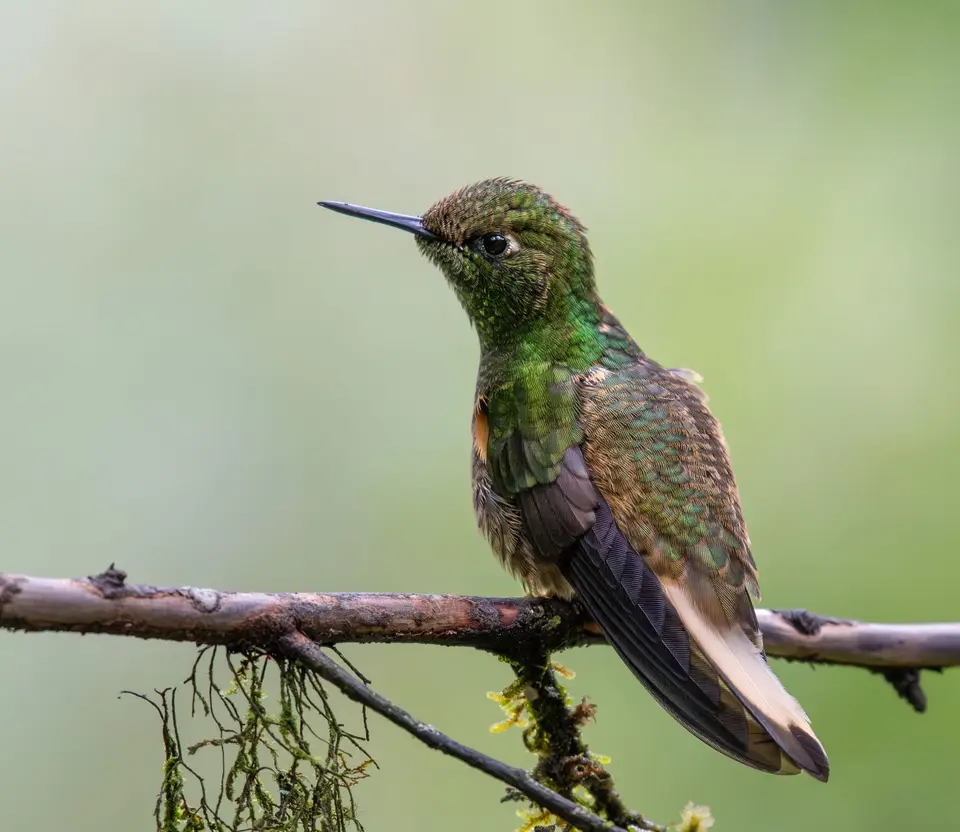32buff-tailedcoronet.jpg