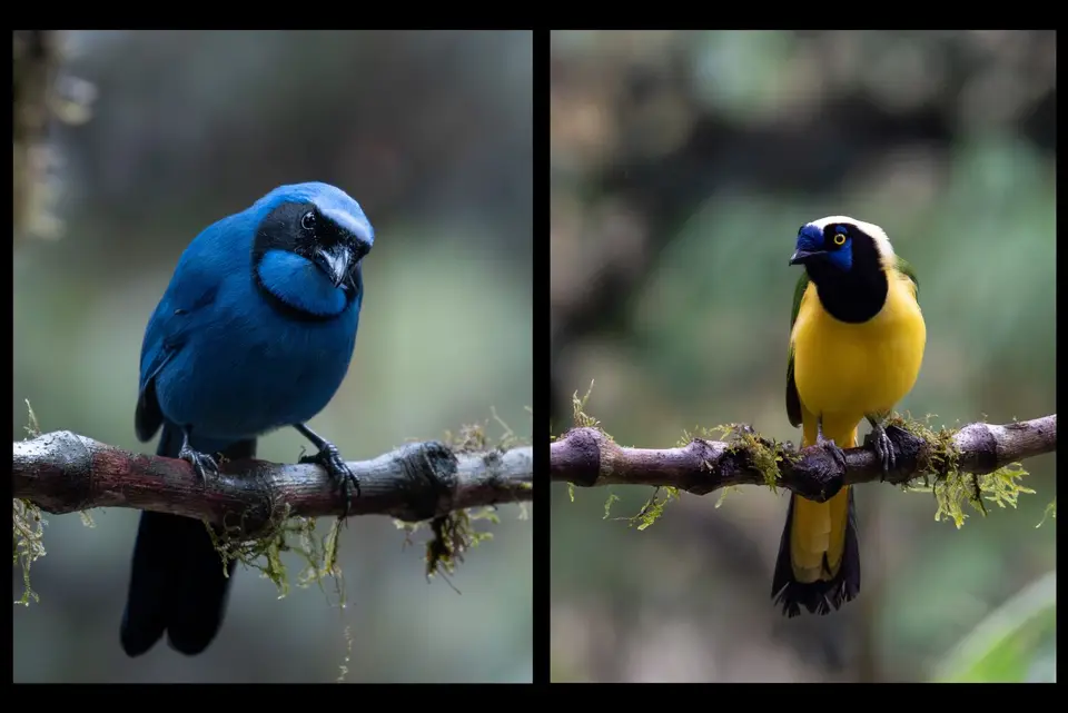 38Jays.jpg