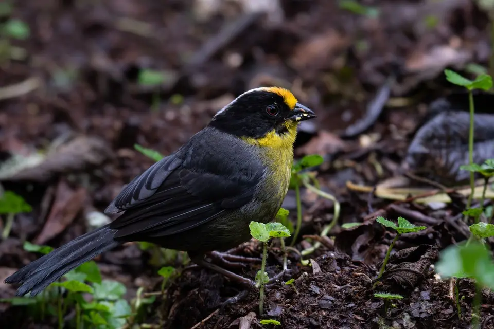 40Pale-napedBrushfinch.jpg