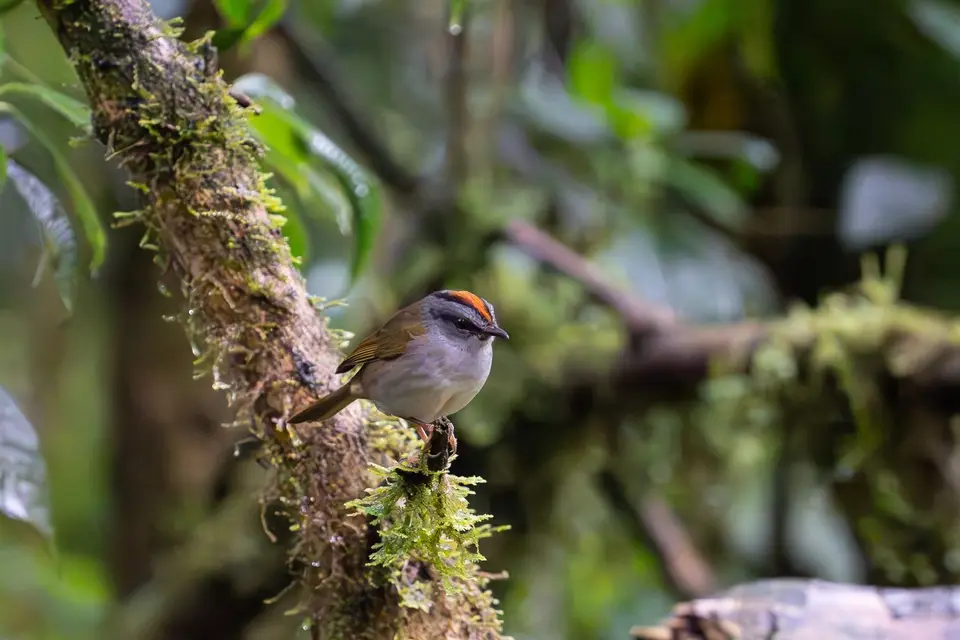 42Russet-crownedWarbler.jpg