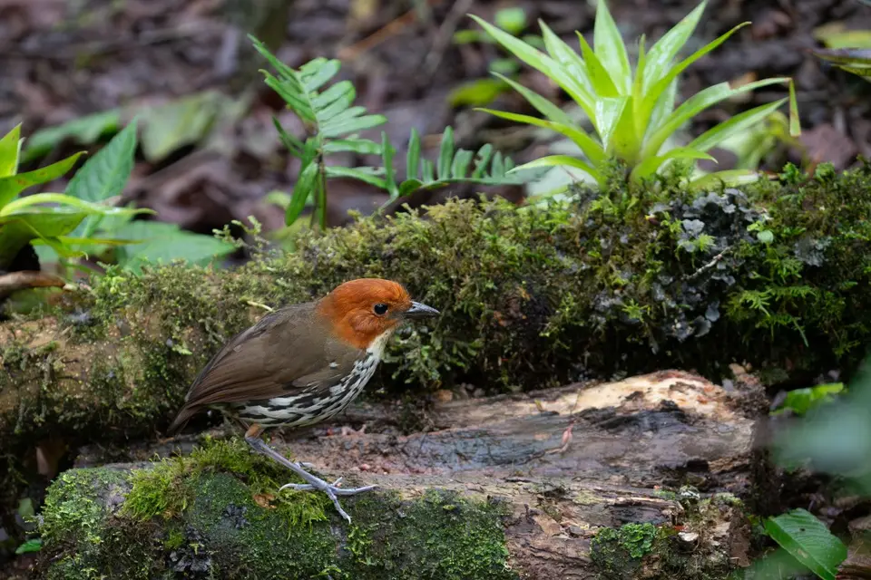 47Chestnut-crownedAntpitta.jpg