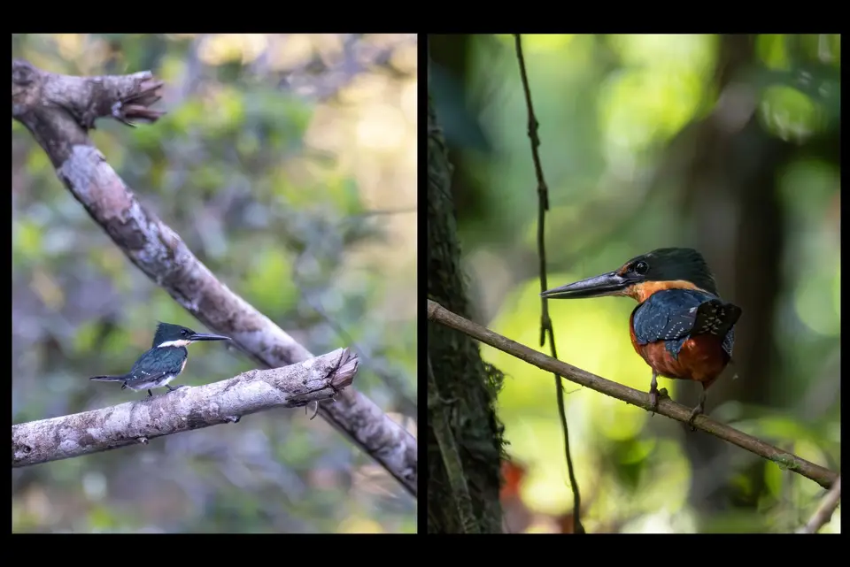 51Kingfisher.jpg