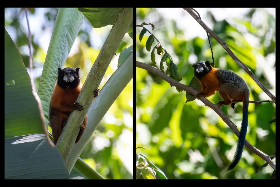 5Tamarin.jpg