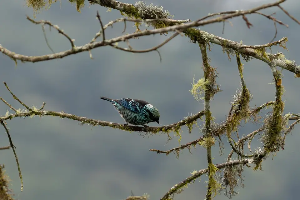 Beryl-spangledTanager.jpg