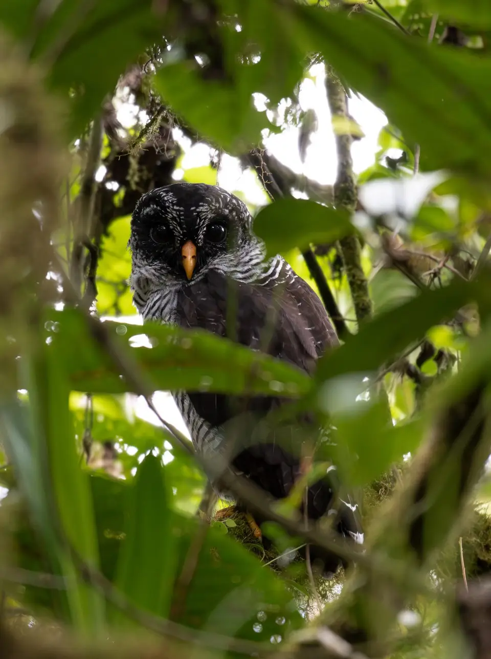 Black-and-whiteOwl.jpg