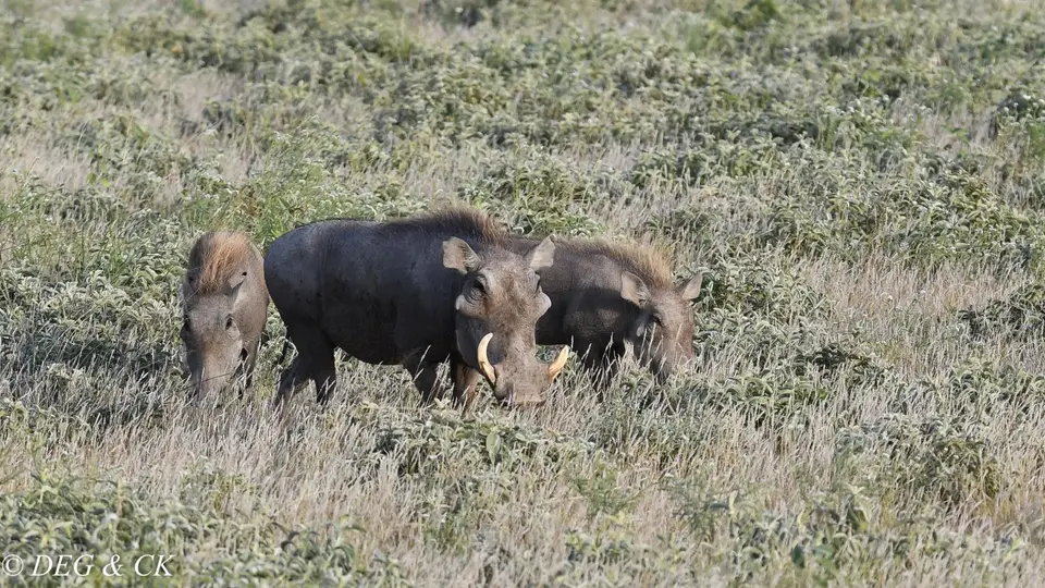BuffaloSprings4.jpg