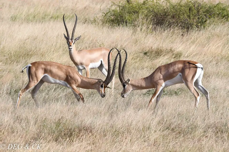 BuffaloSprings7.jpg