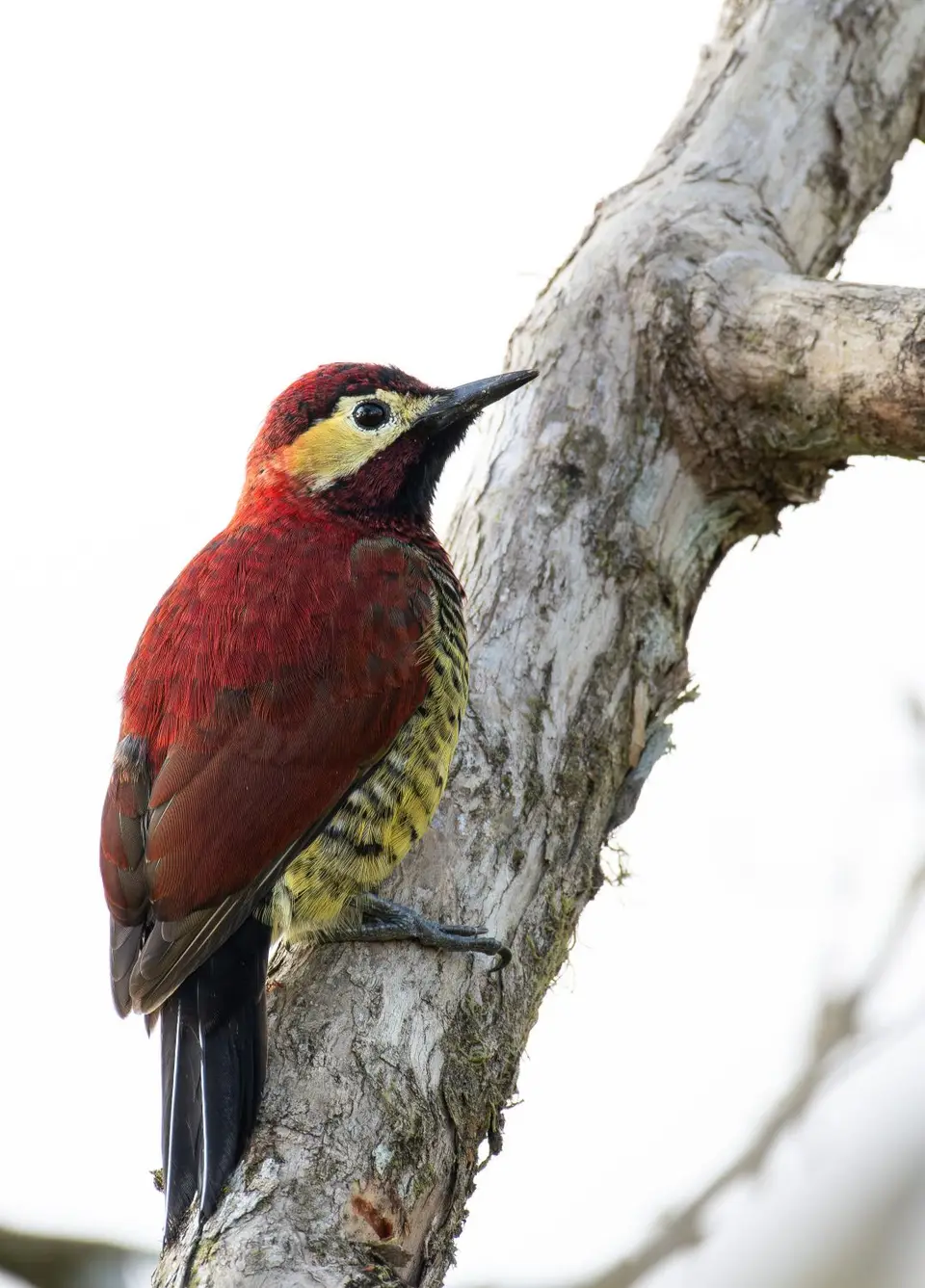 Crimson-mantledWoodpecker.jpg