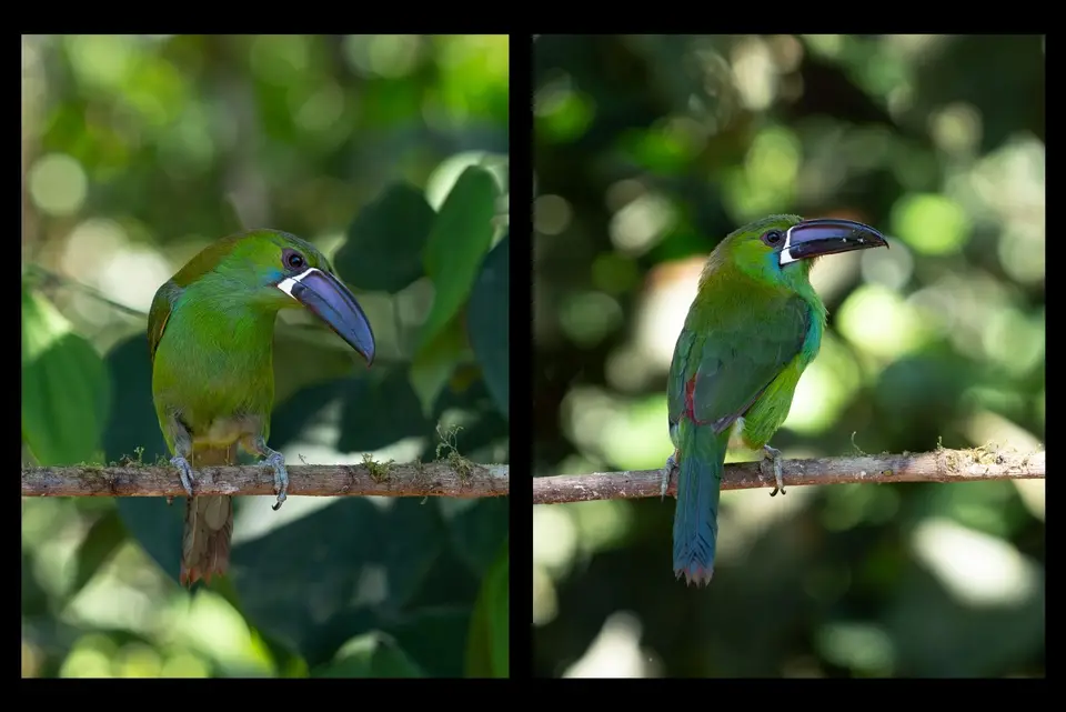Crimson-rumpedToucanet1.jpg