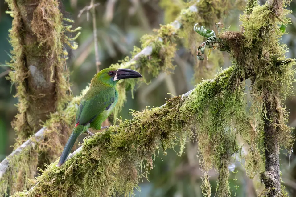 Crimson-rumpedToucanet2.jpg