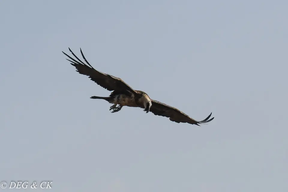 DSC_6966.jpg
