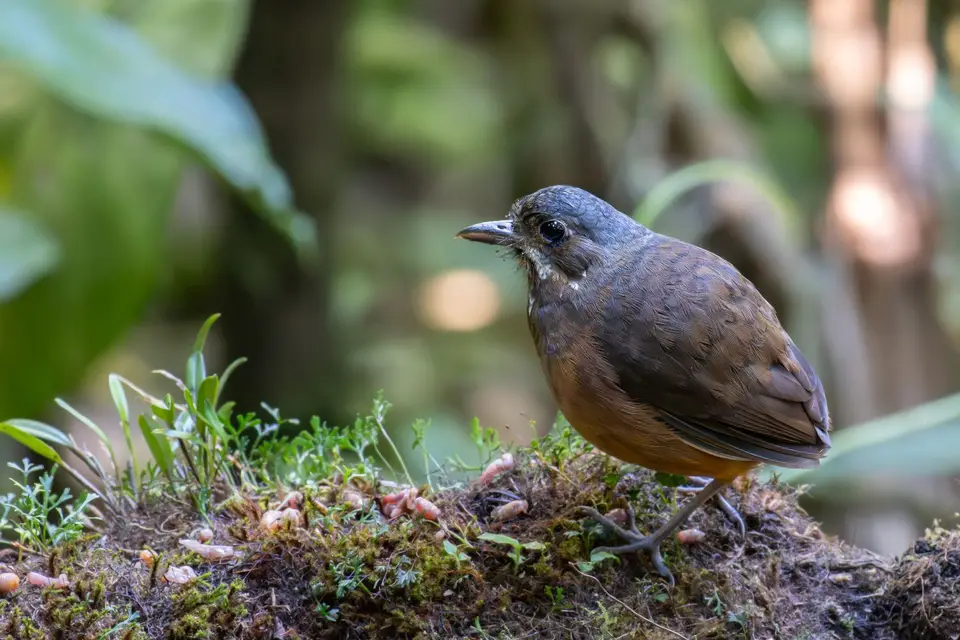 Ecuador12.jpg