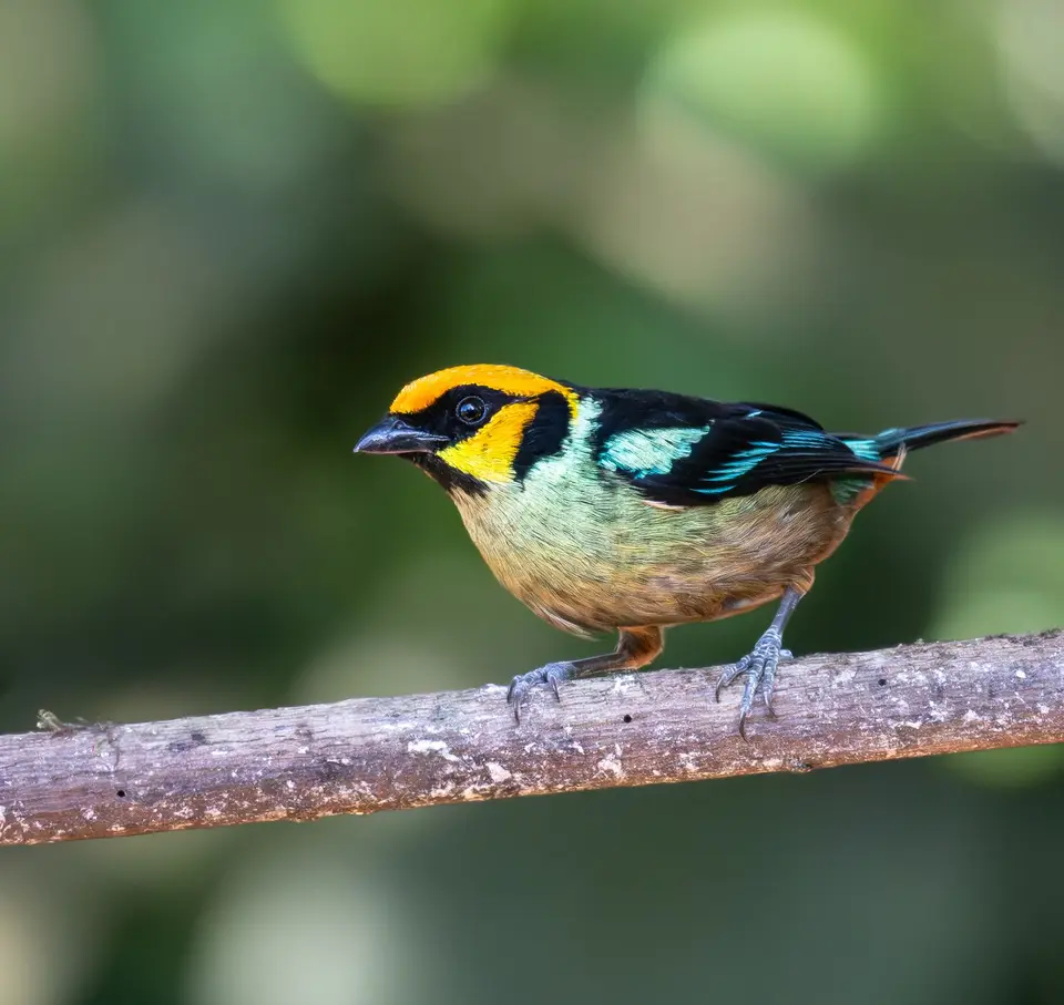 Flame-facedTanager.jpg