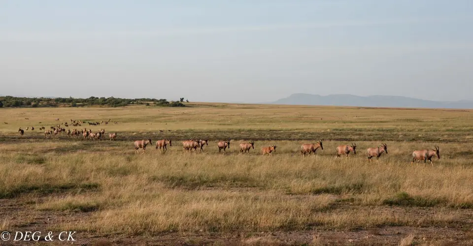 MasaiMara(15von5).jpg