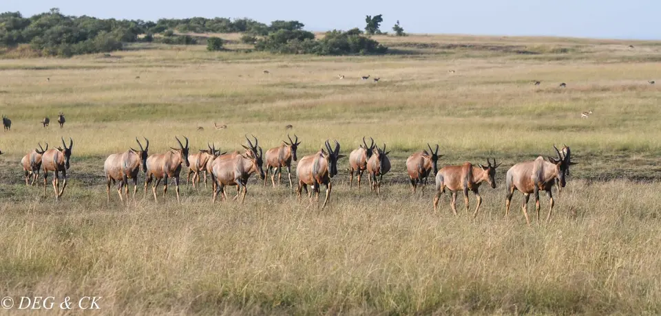 MasaiMara(16von5).jpg