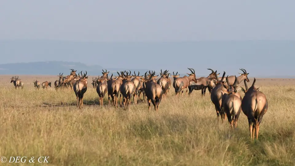 MasaiMara(17von5).jpg