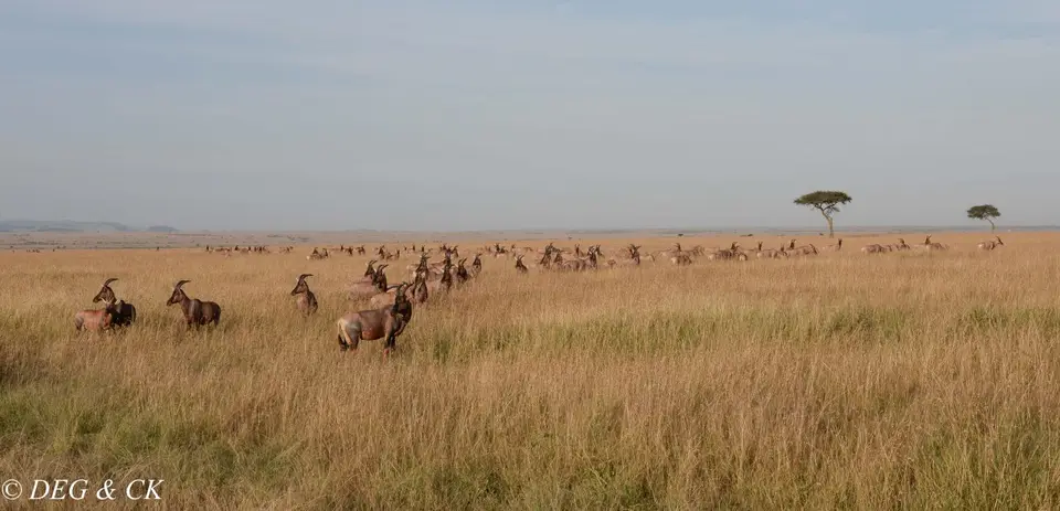 MasaiMara(18von5).jpg
