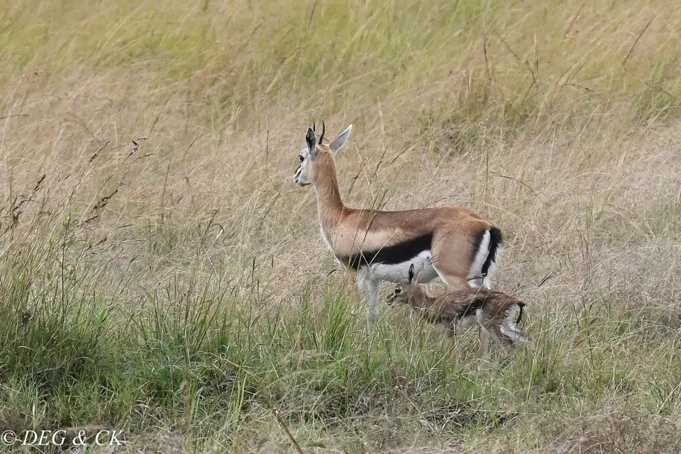 MasaiMara(1von19).jpg