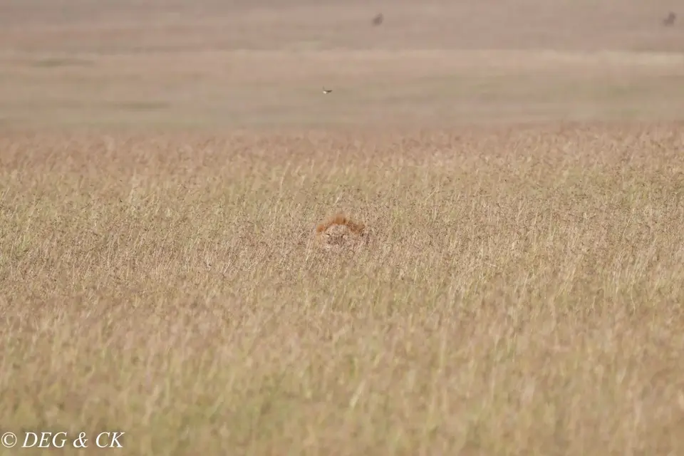 MasaiMara(21von2).jpg