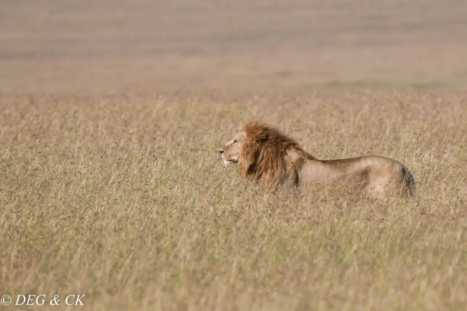 MasaiMara(22von2).jpg