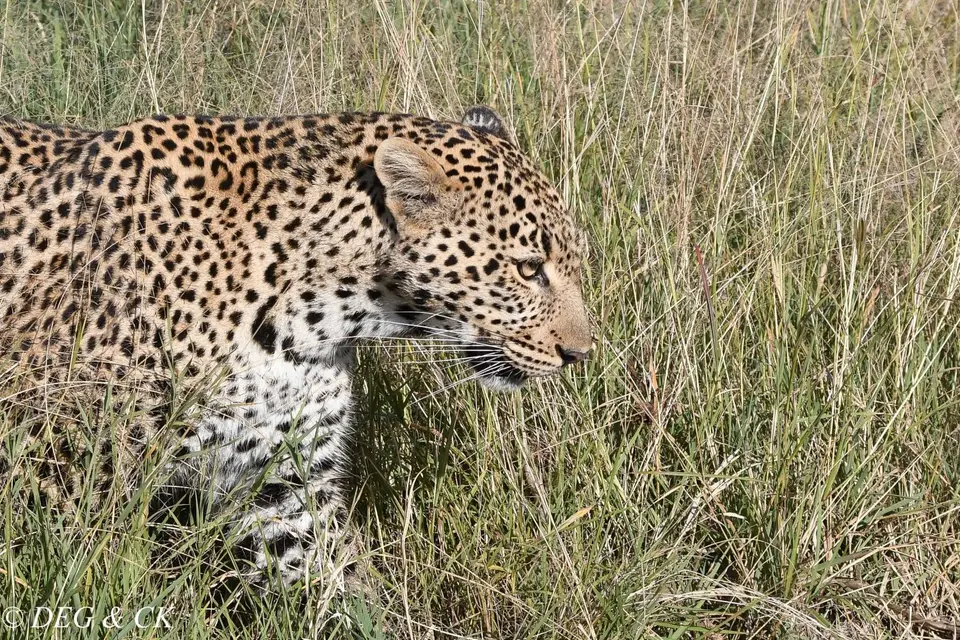 MasaiMara(25von11).jpg