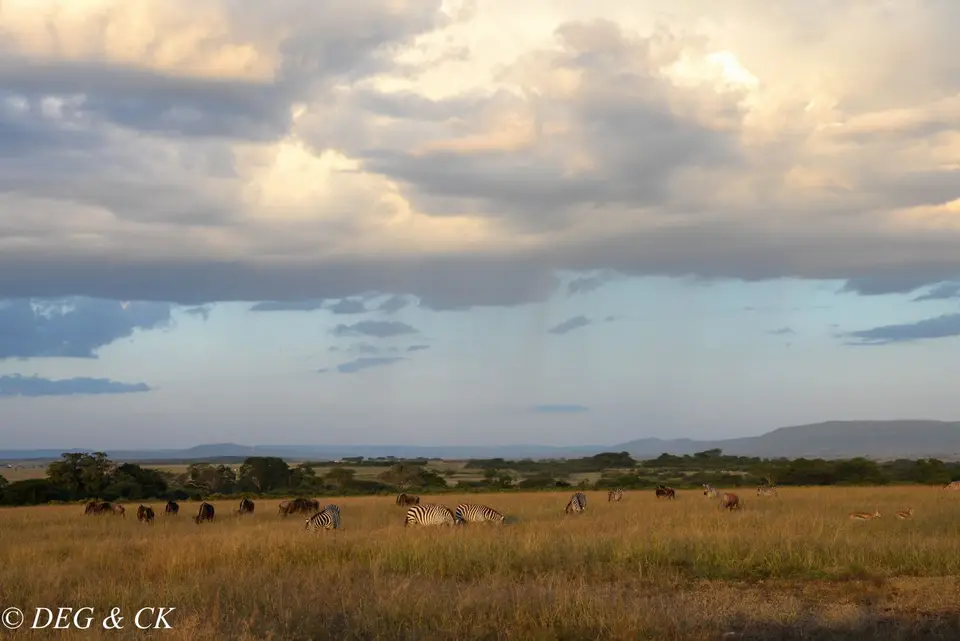 MasaiMara(2von19).jpg
