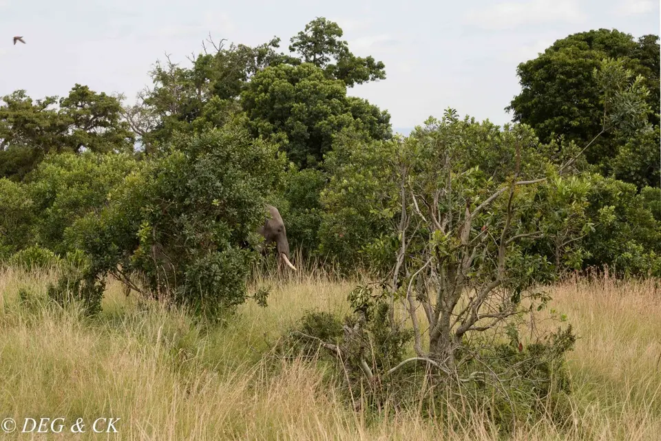 MasaiMara(31von11).jpg