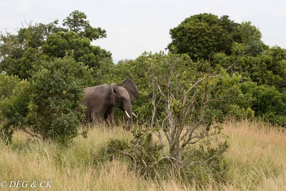 MasaiMara(32von11).jpg