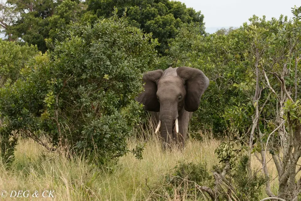 MasaiMara(33von11).jpg