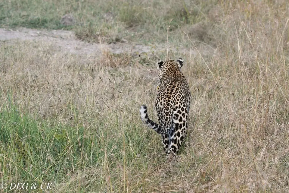 MasaiMara(36von7).jpg