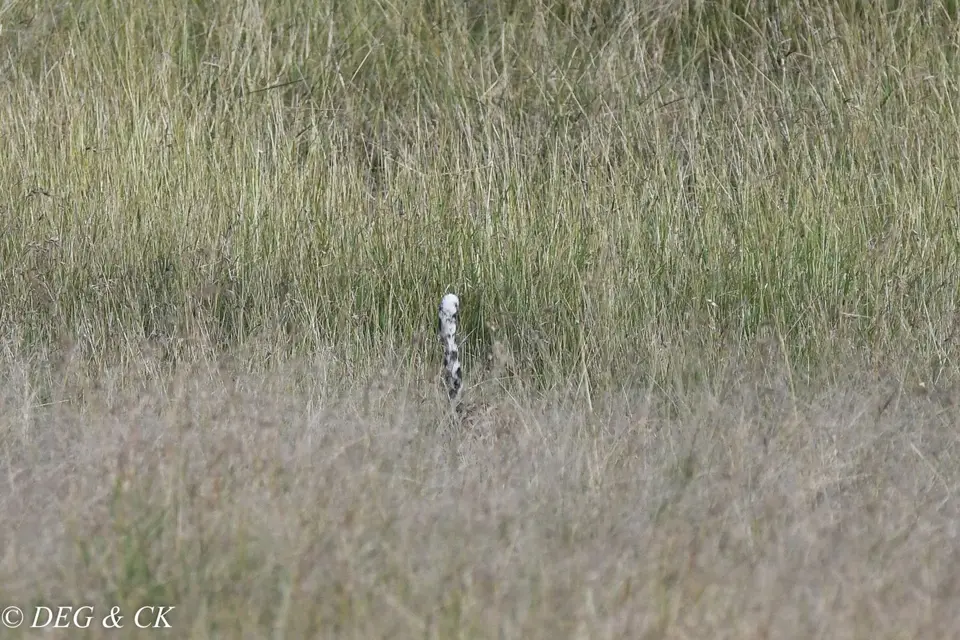 MasaiMara(37von7).jpg