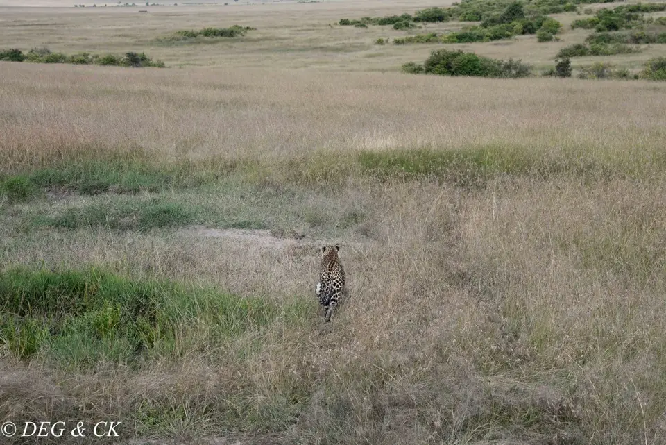 MasaiMara(38von7).jpg