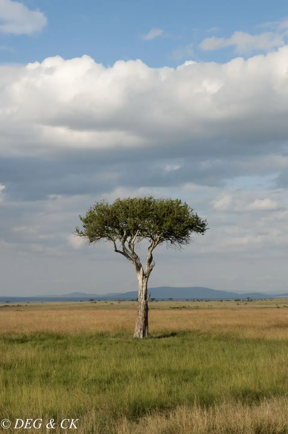 MasaiMara(40von7).jpg