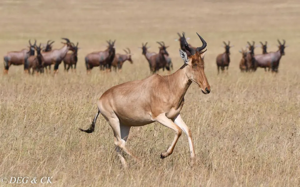 MasaiMara(42von6).jpg
