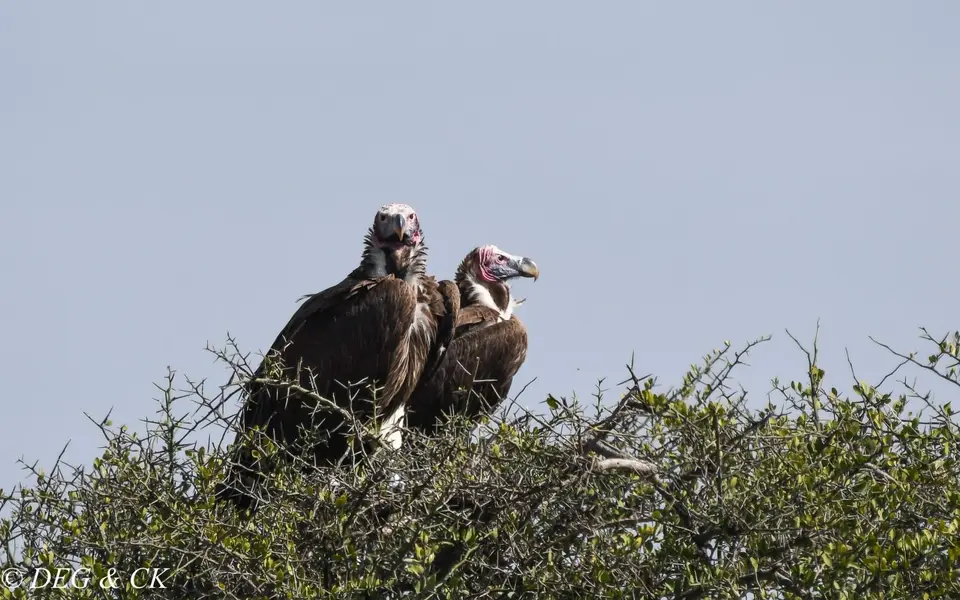 MasaiMara(45von24).jpg