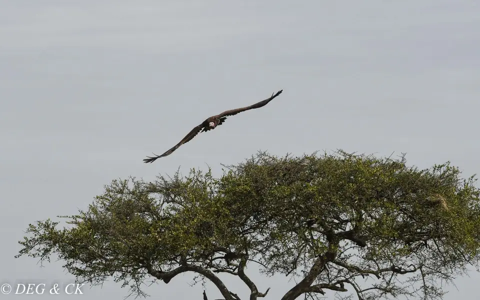 MasaiMara(46von24).jpg